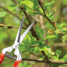 Load image into Gallery viewer, ITEM : VAPS-029 Secateur 7" snip long solid stainless Steel serrated blade