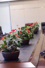 Load image into Gallery viewer, Vinka Luxury Circular Planter Pots | Item : Circular Self Watering Pot Planter | Color Choice Red White Black Pink