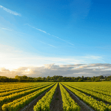 Load image into Gallery viewer, VinkaAnimatedLogo