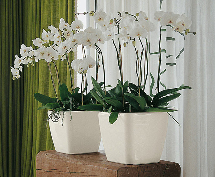Vinka Super Luxury Outdoor Indoor Plant Pot Planter | Item Name : SQUARE BIG POT WHITE | Stunning Design High End Finish Flower Pot |  2 Pc Set