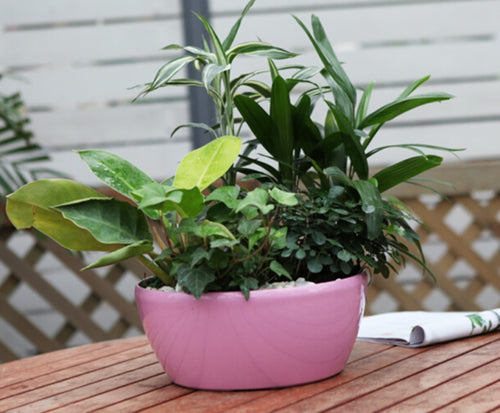 A circular, self-watering planter pot in pink color, containing green plants, placed on a wooden surface.