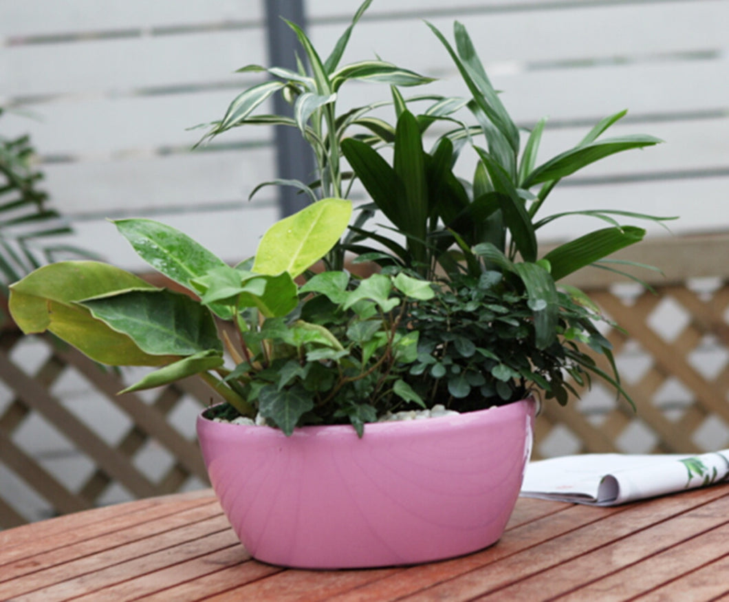 A circular, self-watering planter pot in pink color, containing green plants, placed on a wooden surface.