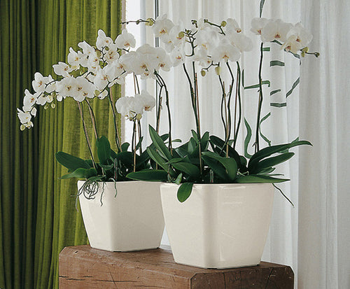 Two white square-shaped plastic plant pots with drainage, containing green plants, placed on a wooden surface with curtains in the background.