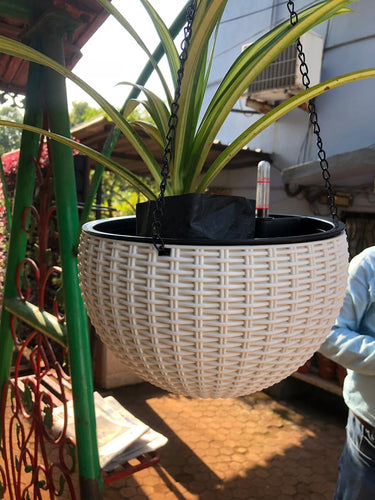 A white rattan style hanging pot with a black inner self-watering pot, suspended by strong chains, containing a green plant.