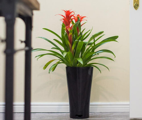 A black, triangle-shaped self-watering planter with a tall green plant inside, placed on a floor near a flight of stairs.
