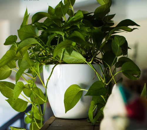 A green potted plant inside a white round planter pot, which is placed on a wooden surface.