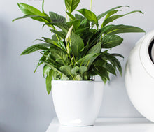 Load image into Gallery viewer, Vinka_Pure_White_Planter_Pot
